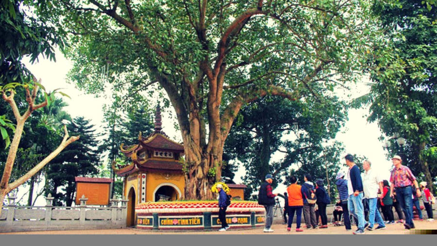 Cây bồ đề ở chùa Trấn Quốc