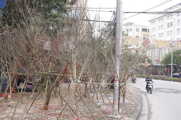 Những cành đào rừng bày bán trên các con phố lớn Hà Nôi. Trong ảnh, những cành đào rừng được bày bán trên đường Lạc Long Quân (Tây Hồ, Hà Nội). Ảnh: Như Trường