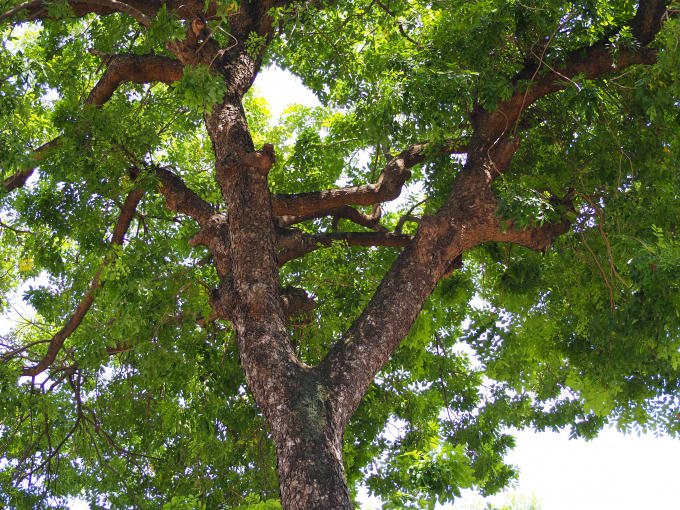 Tán lá rộng tỏa bóng mát ra xung quanh.