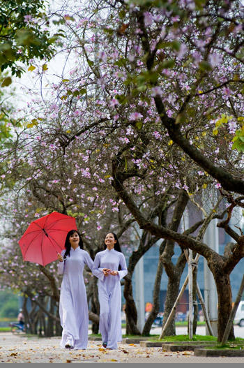 Kết quả hình ảnh cho sắc tím hoa ban giữa lòng hà nội