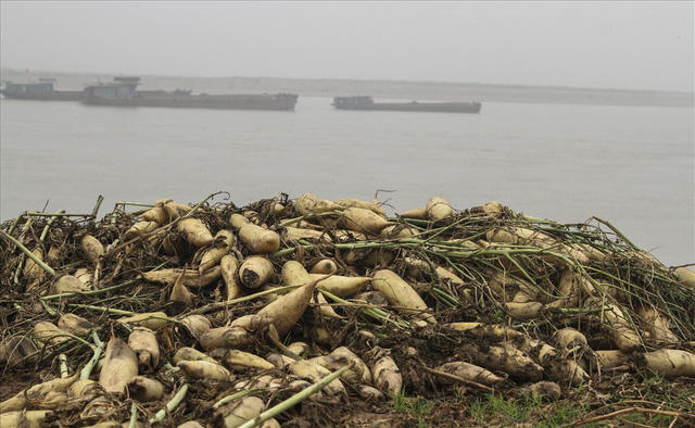 Nếu như những mùa vụ trước, người nông dân trồng củ cải nơi đây thu lãi cả trăm triệu thì giờ đây lao đao với loài cây này.