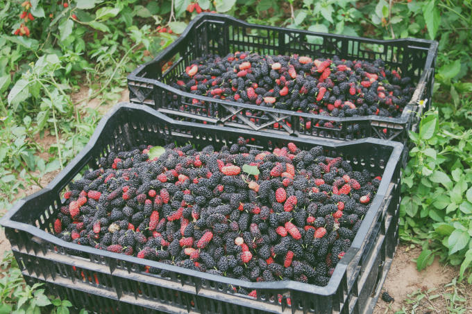 Mỗi ngày, nhà cô Lan thu hoạch được từ 80 – 90kg dâu. Những thùng dâu được xếp chờ thương lái đến thu mua.