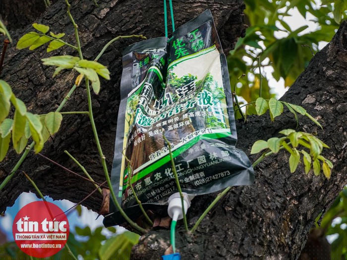 Những túi dung dịch được truyền vào cây có màu xanh, ghi chữ Trung Quốc.