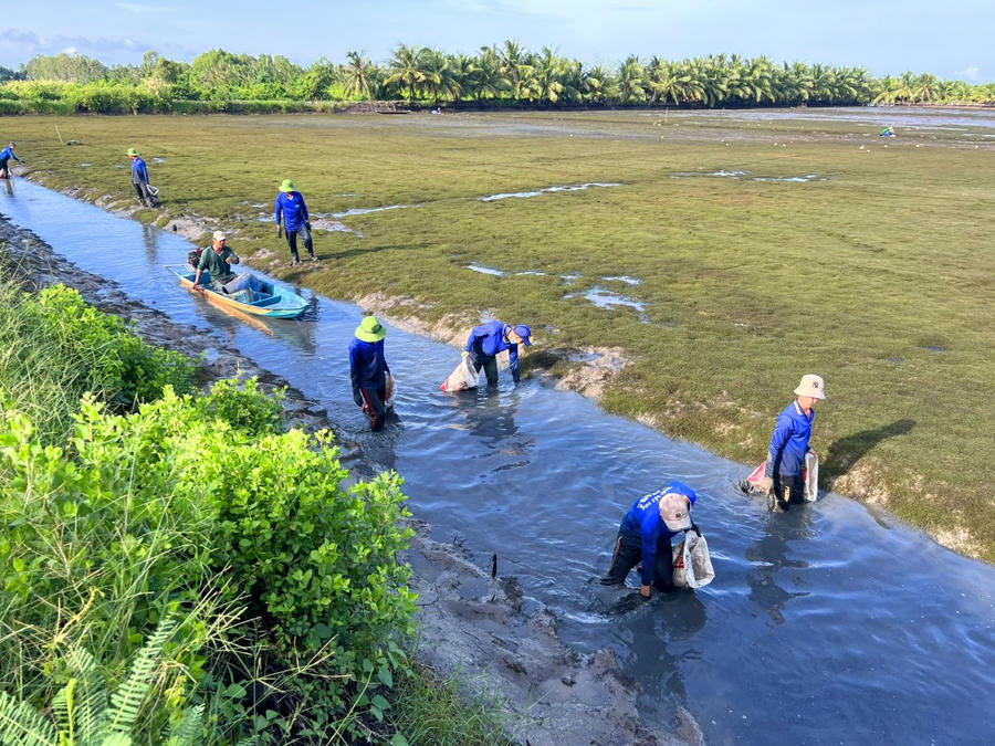 Thu hoạch tôm càng trên đất lúa ở xã Vĩnh Lộc A, huyện Hồng Dân (tỉnh Bạc Liêu).