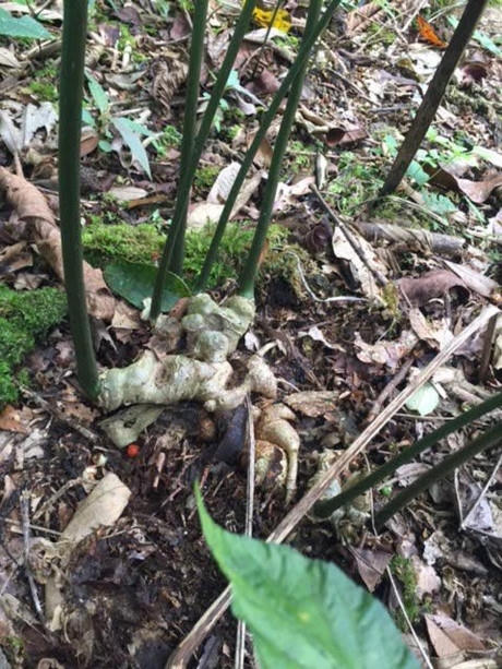 C&acirc;y s&acirc;m Ngọc Linh Tổ 7 nh&aacute;nh của &ocirc;ng Lĩnh.