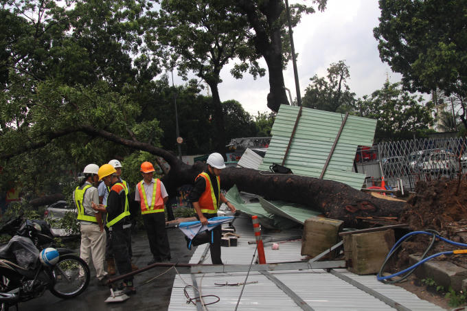 Cây xanh cao gần 20m bật gốc trong cơn mưa.
