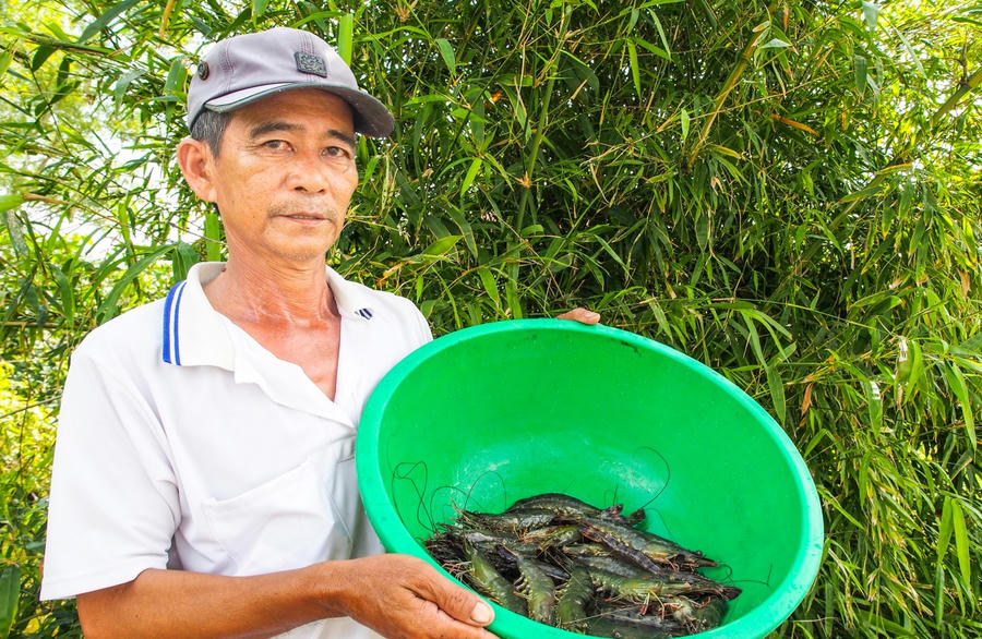 Ông Trần Văn Hùng, ngụ ấp 4, xã Trí Phải, phấn khởi cho biết đã tham gia thử nghiệm 3 vụ lúa – tôm sú theo Dự án nuôi tôm đạt tiêu chuẩn quốc tế ASC, giai đoạn 2023–2025. Kết quả bước đầu cho thấy năng suất và lợi nhuận tăng hơn 30% so với phương thức canh tác truyền thống trước đây.
