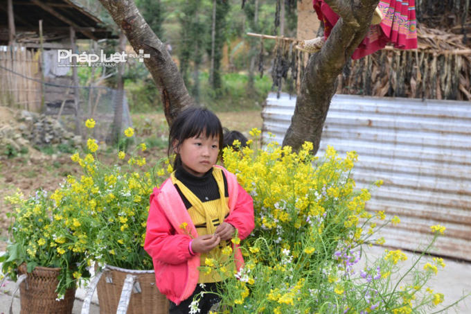 Ngoài ra, mùa này hoa Cải cũng đang khoe sắc.