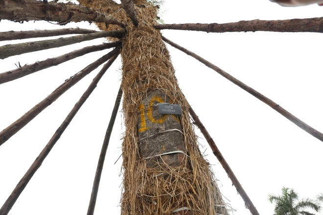 Khi di chuyển về vườn ươm, các cây xanh này được trồng vào hố đất và bảo vệ bằng nhiều cột chống.