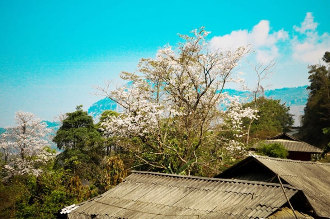 Trên những cánh rừng quang, ít cây cổ thụ, loài hoa Ban bừng nở giữa trùng trùng điệp điệp núi rừng, tỏa hương thơm ngát, tinh khiết diệu kỳ như gọi mời du khách gần xa đến tham quan, thưởng lãm.