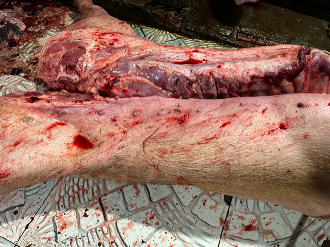 Lợn bệnh được Đồng thu mua chỉ khoảng 25.000 đồng/kg (Ảnh: Công an Hà Nội).