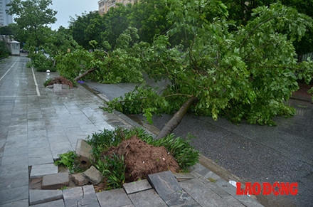 Nhiều chuyên gia, nhà nghiên cứu cây xanh cho rằng việc trồng cây ở Hà Nội không đúng kỹ thuật. Ảnh: Thành An