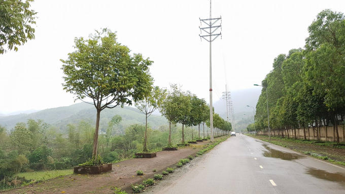 Hàng trăm cây xanh nằm ngay bên dưới hành lang an toàn điện.