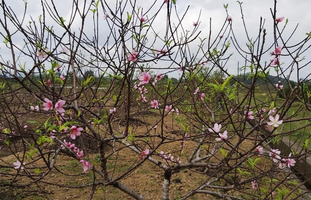 Việc trồng đào phụ thuộc rất nhiều vào thời tiết.