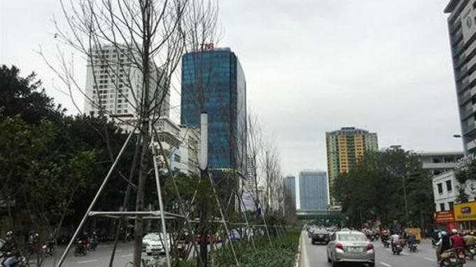 Hàng cây phong lá đỏ xơ xác khẳng khiu trên đường Nguyễn Chí Thanh.