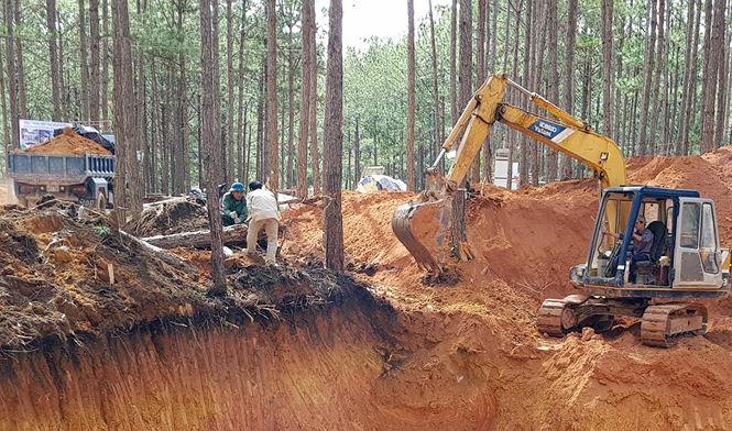 Cưa hạ thông, san gạt đất rừng trái phép.