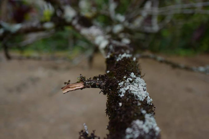 Những thân cây có rêu phủ sần sùi cổ kính, đẹp mắt.