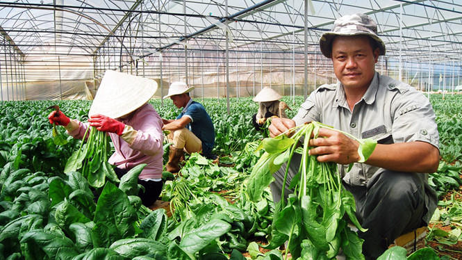 Lĩnh vực nông nghiệp ứng dụng công nghệ cao đang được khuyến khích