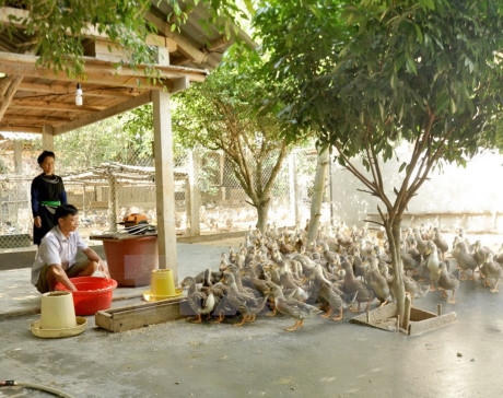 Nuôi vịt trở thành một trong những hướng thoát nghèo bền vững đối với các gia đình ở xã Minh Hương, Hàm Yên, Tuyên Quang. (Ảnh: Văn Tý/TTXVN)