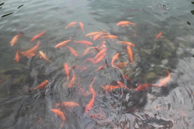 Từng đàn cá đang tung tăng bơi lội.