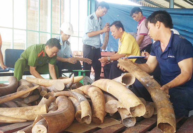 Một vụ bắt giữ buôn lậu ngà voi. (Ảnh: báo Công an nhân dân)