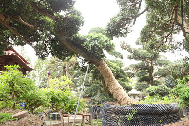 Theo ông Lành, cây Tùng la hán là loài cây quý, tượng trưng cho vẻ đẹp, khí phách của người quân tử. Ở Nhật Bản, những cây tùng cổ thụ có tuổi đời vài trăm năm được người dân ở đây coi như “báu vật”. Chính vì thế, để sở hữu được những cây tùng quý, ông Lành phải mất nhiều thời gian đi lại, thương lượng mới thành công.