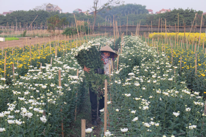 Cúc ở đây đa dạng về loại cũng như màu sắc.