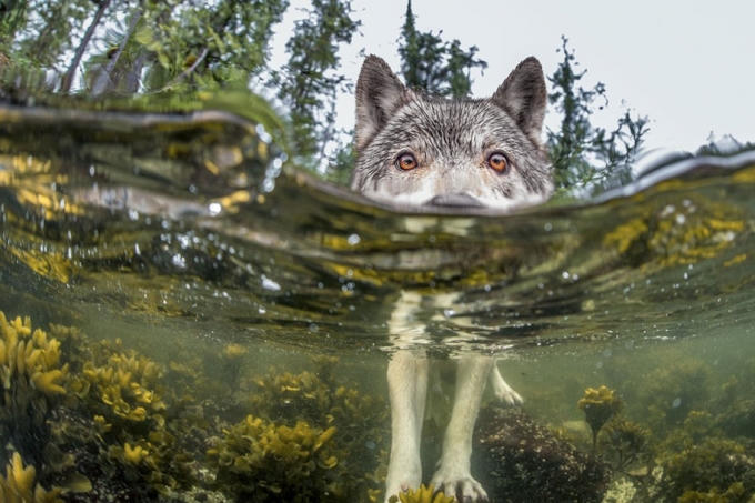 Con sói ở bờ biển British Columbia (Canada) như rất tò mò về chiếc máy ảnh của tác giả. Ảnh: Ian McAllister.