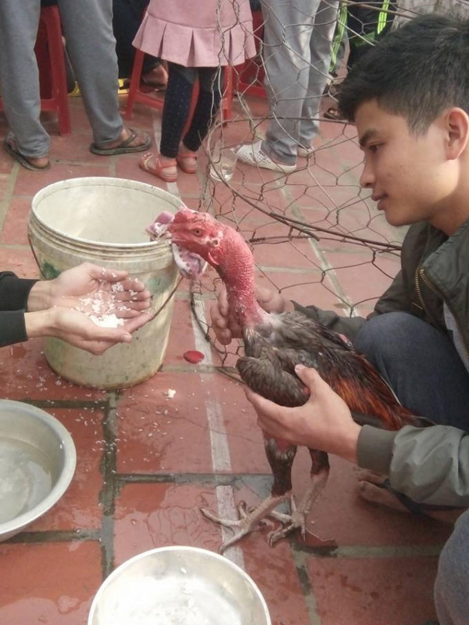 Cho gà ăn và uống nước.