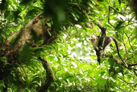 Bộ ảnh độc của chàng trai 5 năm sống trong rừng với khỉ, voọc.