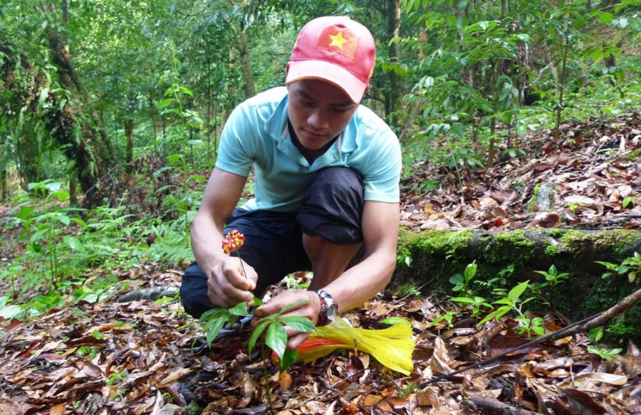 Sâm Ngọc Linh được trồng tự nhiên dưới tán rừng