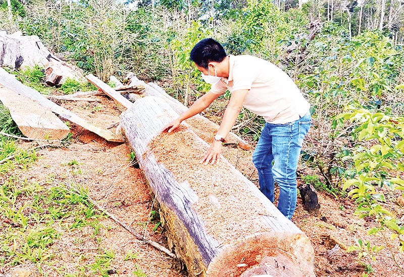 Vườn trồng sâm dây manh mún ở Hợp tác xã nông nghiệp Tuyết Sơn Kon Plông chứ không phải trồng sâm Ngọc Linh như quảng bá.
