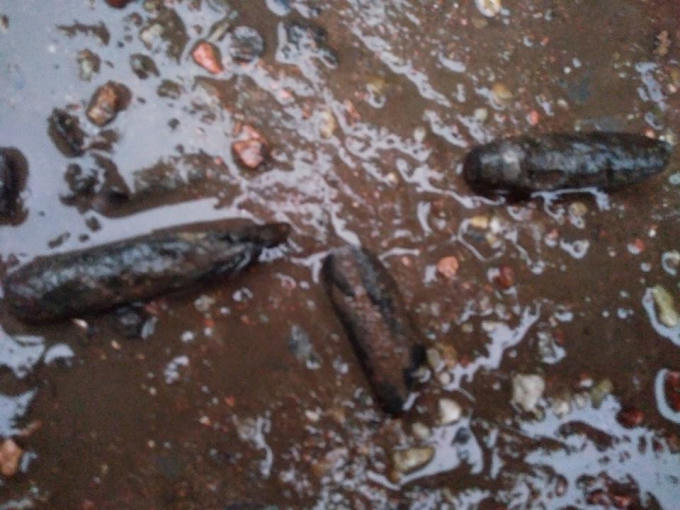 Ảnh Facebook Nguyễn Gia Hạnh.