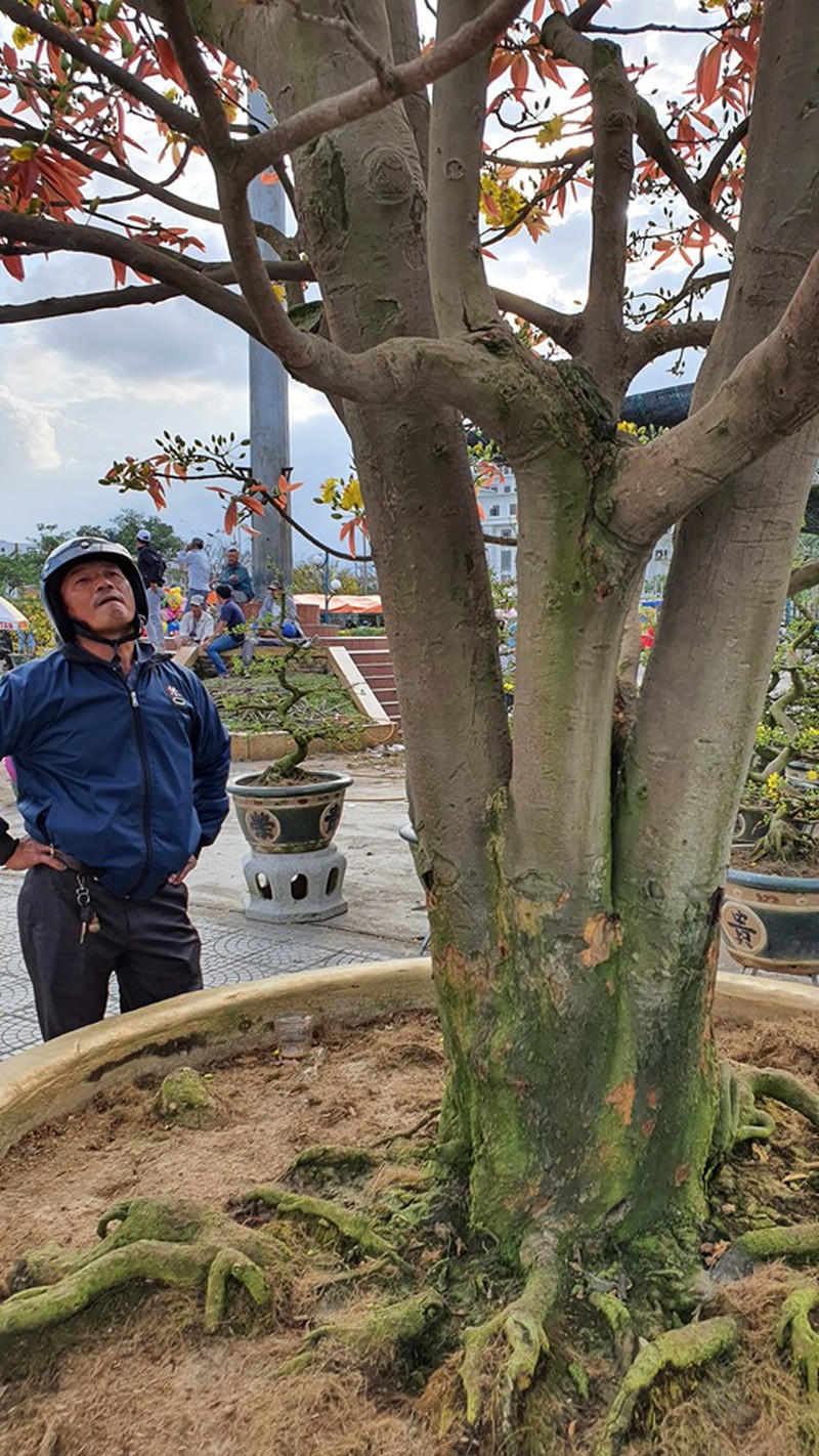 Đây là loại mai cổ giống cúc