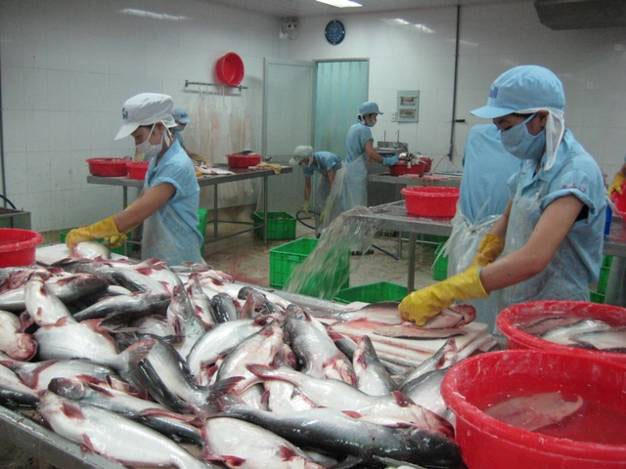 XK cá tra sang các thị trường trong khối ASEAN tăng trưởng tốt