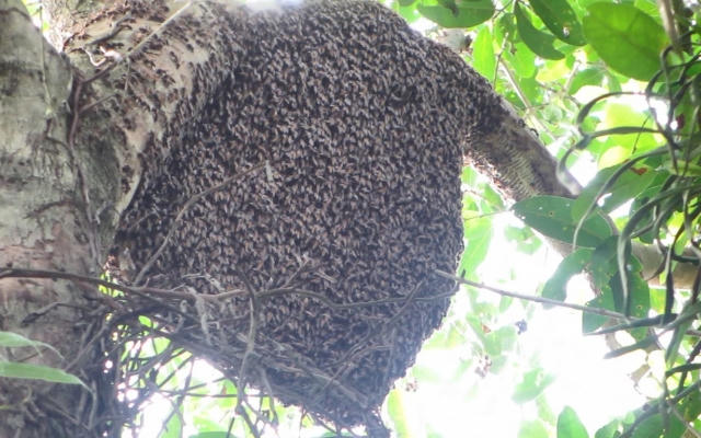 Sang Lào lấy mật ong, người đàn ông bị ong đốt rơi xuống đất tử vong