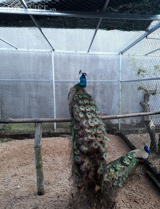 Bên cạnh giá trị về mặt thẩm mỹ, chim công là một vật nuôi phong thủy. Chiếc mào trên đầu chim công có hình chiếc vương miện, lông đuôi có hình đồng tiền, mang ý nghĩa tài lộc, may mắn, sung túc, phú quý cho gia chủ. Màu xanh của lông vũ tượng trưng cho ánh sáng, giúp tăng cường vượng khí, tiêu trừ những điềm xấu...