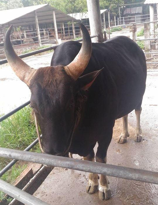 Bò tót cũng được thuần chủng tại trại.