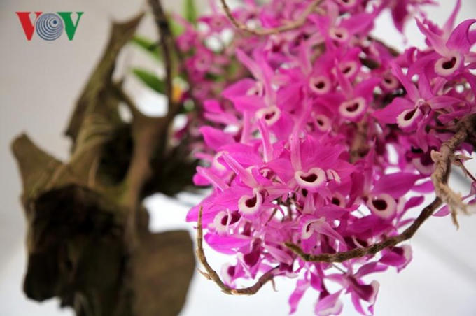 Rực rỡ hương sắc lan rừng Lai Châu