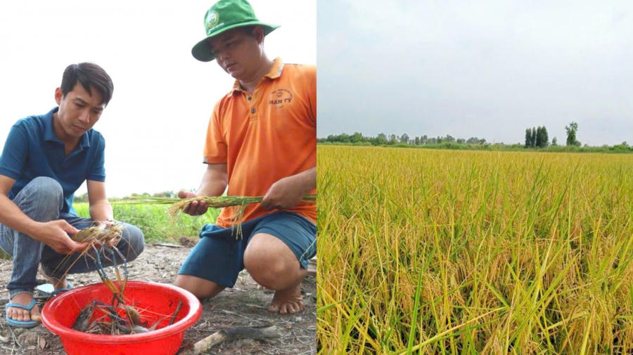 Bạc Liêu là tỉnh phát triển mạnh mô hình sản xuất “lúa thơm, tôm sạch" cho hiệu quả cao.