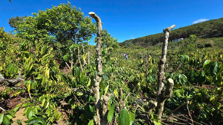 Những cây cà phê bị hủy hoại