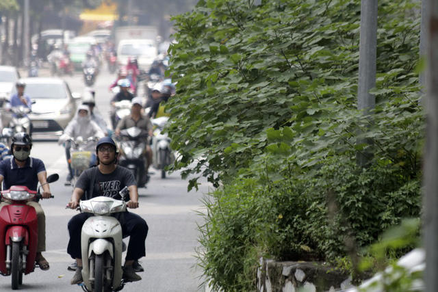 Thời gian gần đây, nhiều loại cây mọc tự nhiên trong đó có cả cây táo, cà chua dại mọc um tùm, có chỗ cao lút đầu người.