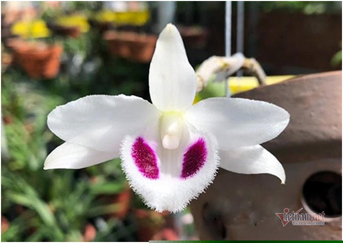 Mặt hoa Bạch Tuyết