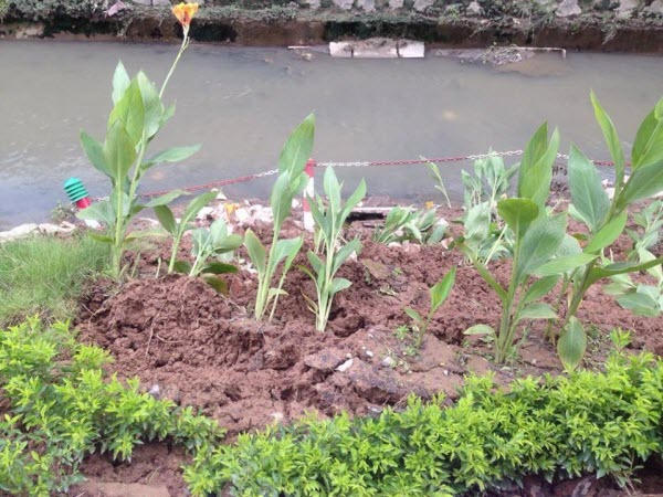 Cây xanh trang trí xiêu vẹo.