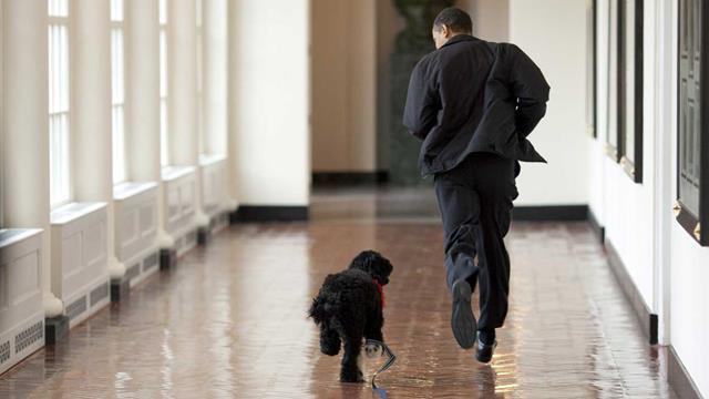 Tổng thống Obama chạy bộ cùng chú chó cưng Bo tại Nhà Trắng.