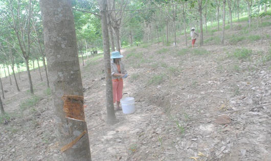 Dù đang là thời điểm cạo mủ cao su nhưng người dân vẫn khai thác dè chừng vì giá bán ra quá thấp.