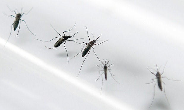 Muỗi Aede aegypti là vật trung gian truyền vi rút Zika. Ảnh: AFP