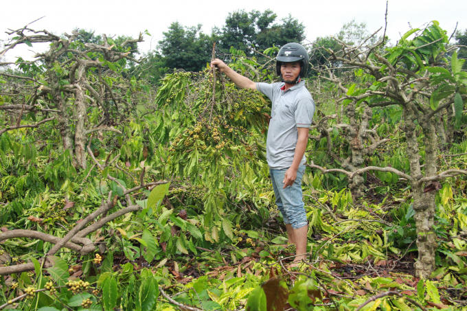 Cây cà phê để lớn và được thu hoạch như thế này là một thời gian rất dài.