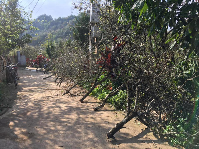 Được biết, những cây mận nhỏ có giá khoảng một triệu đồng đến ba triệu đồng, cây lớn, đẹp có đủ rễ hoa và lộc có giá từ 10 đến 15 triệu đồng.
