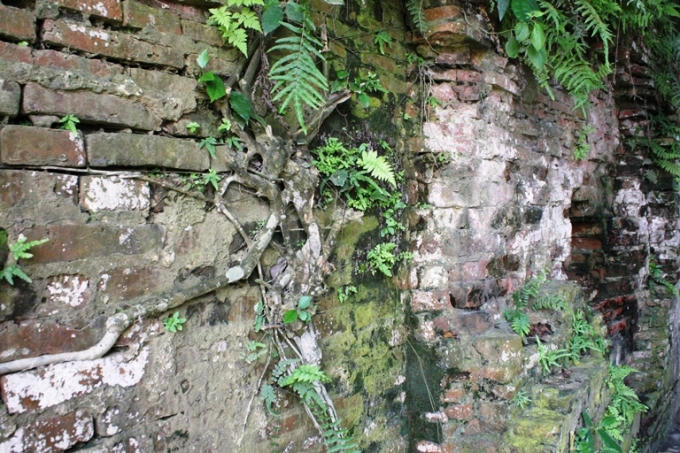 Rêu phong bám đầy tường